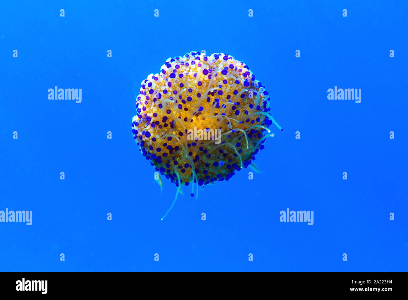 Mediterranean Fried Egg Jellyfish Cotylorhiza tuberculata Stock Photo Alamy