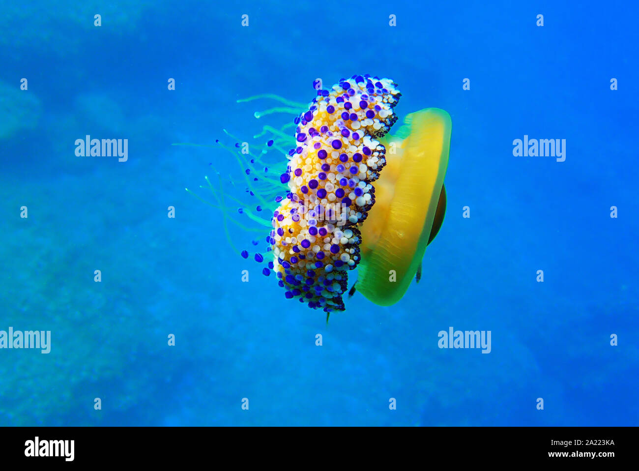 Mediterranean Fried Egg Jellyfish Cotylorhiza tuberculata Stock Photo Alamy