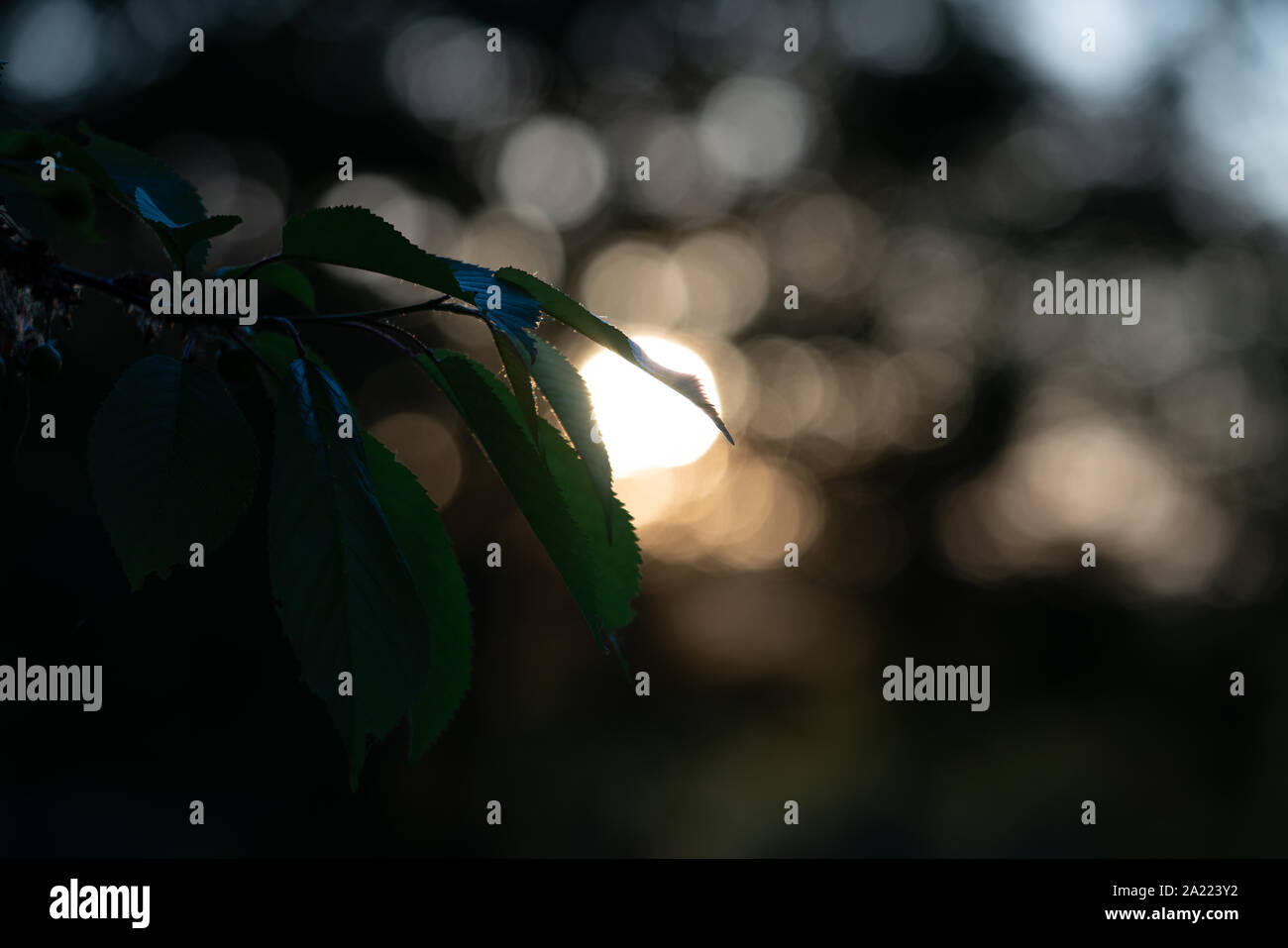 silhouette of tree with sunrise in background Stock Photo - Alamy