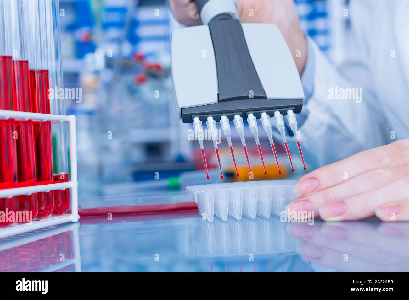 Multichannel pipette in the laboratory Stock Photo Alamy
