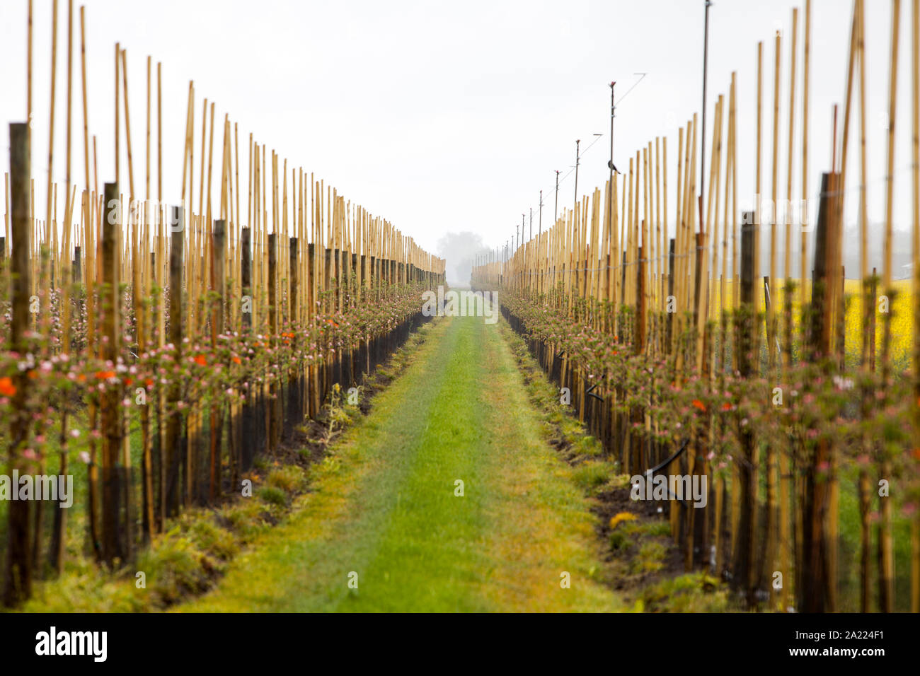 Apple plantation, Altes Land, Lower Saxony, Germany, Europe Stock Photo