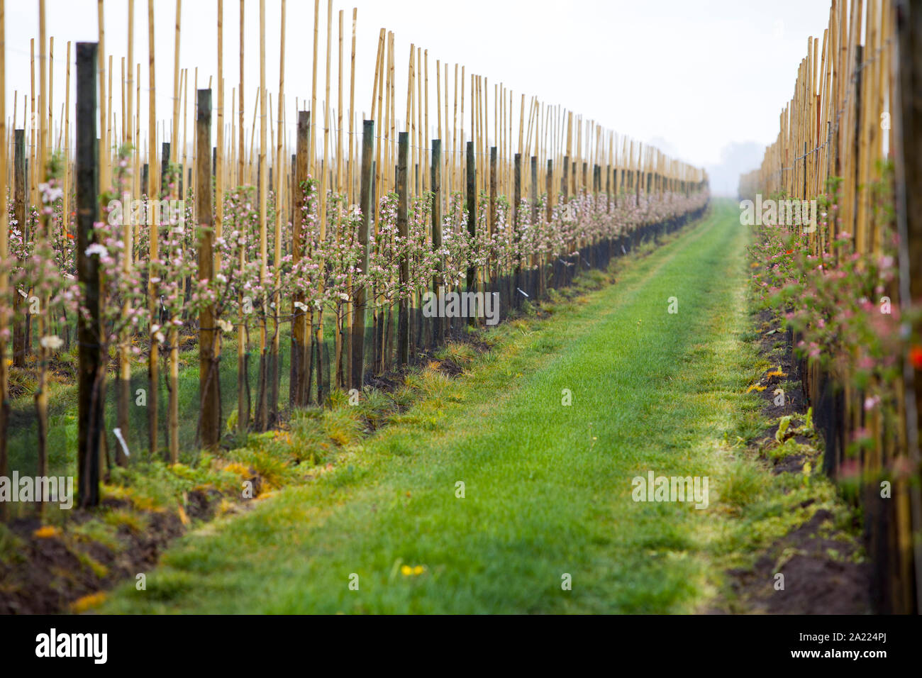 Apple plantation, Altes Land, Lower Saxony, Germany, Europe Stock Photo