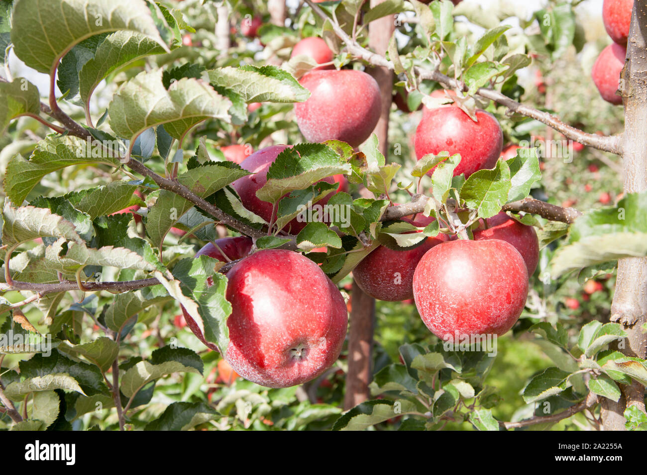 Red ripe apples, apple plantation, Altes Land, Lower Saxony, Germany, Europe Stock Photo