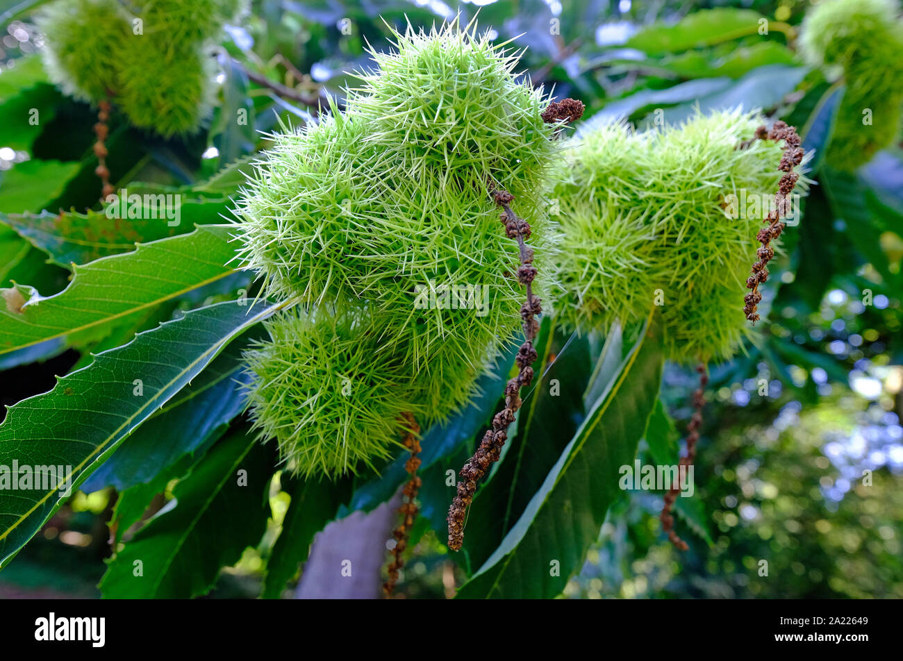 sweet chestnut prickly green seed cases Stock Photo