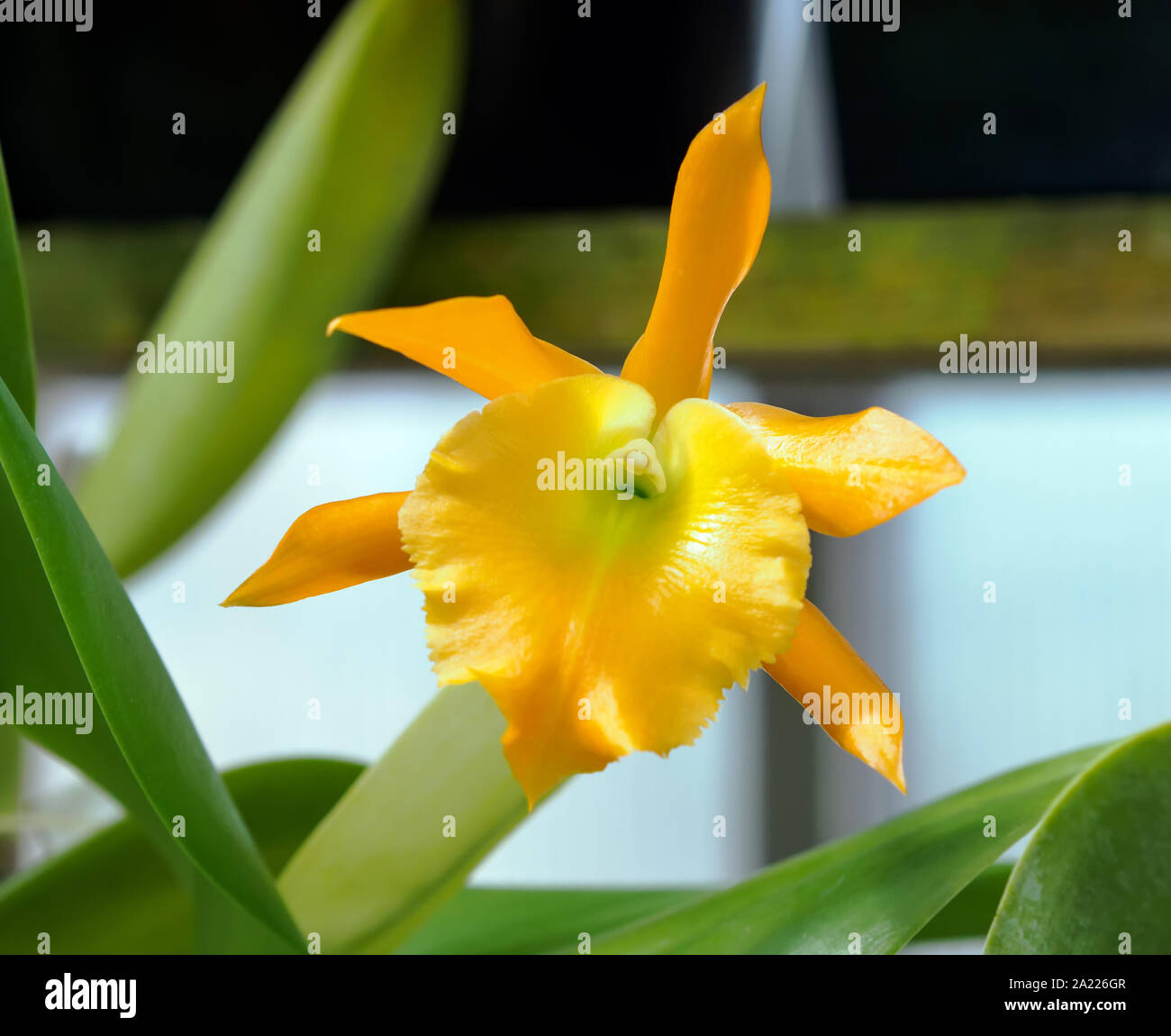 Bc. Daffodil Orchid, (Brassavola glauca x Cattleya aurantiaca,) at the South Texas Botanical Gardens & Nature Center. Corpus Christi, Texas USA. Stock Photo