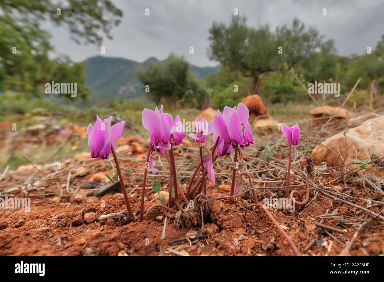 Group of Ivy-leaved cyclamen or sowbread (Cyclamen hederifolium) in olive orchard environment on Peloponnese peninsula, Greece Stock Photo
