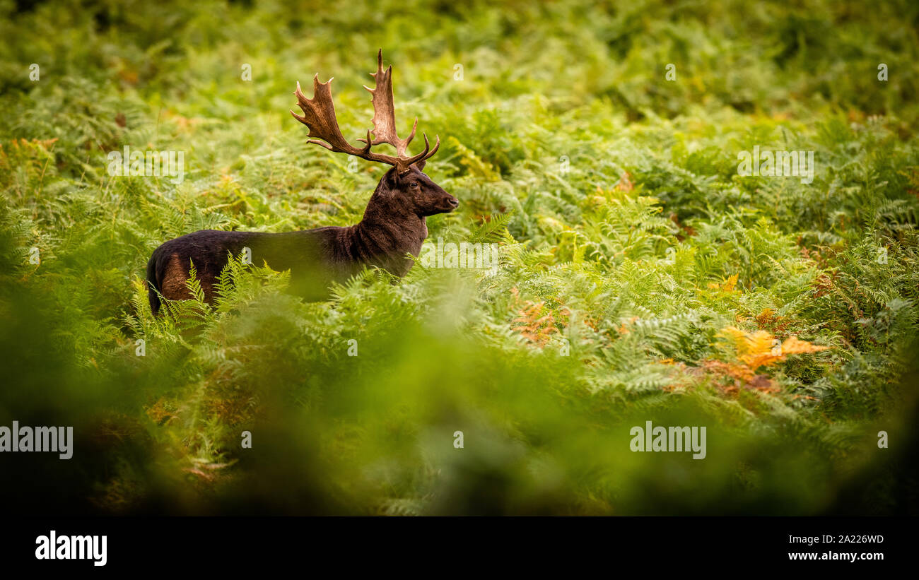 Proud Fallow Deer stag stands in deep bracken during rutting season Stock Photo