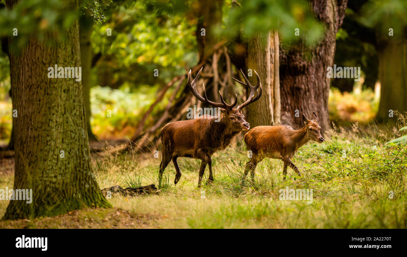 Large male Red Deer Stag peruses one of his female deer in his harem
