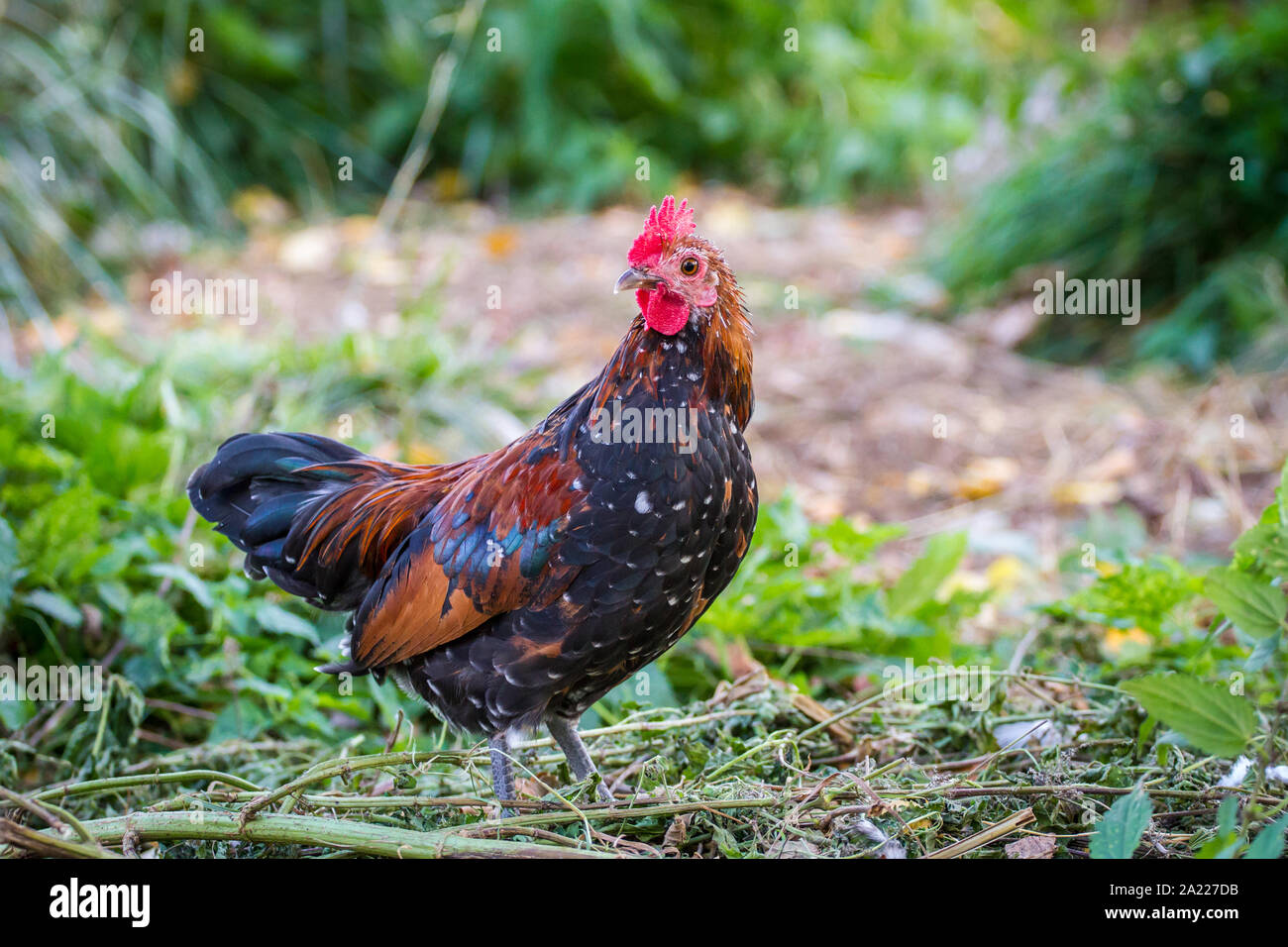 Young Steinhendl/ Stoapiperl rooster - an endangered chicken breed from Austria Stock Photo