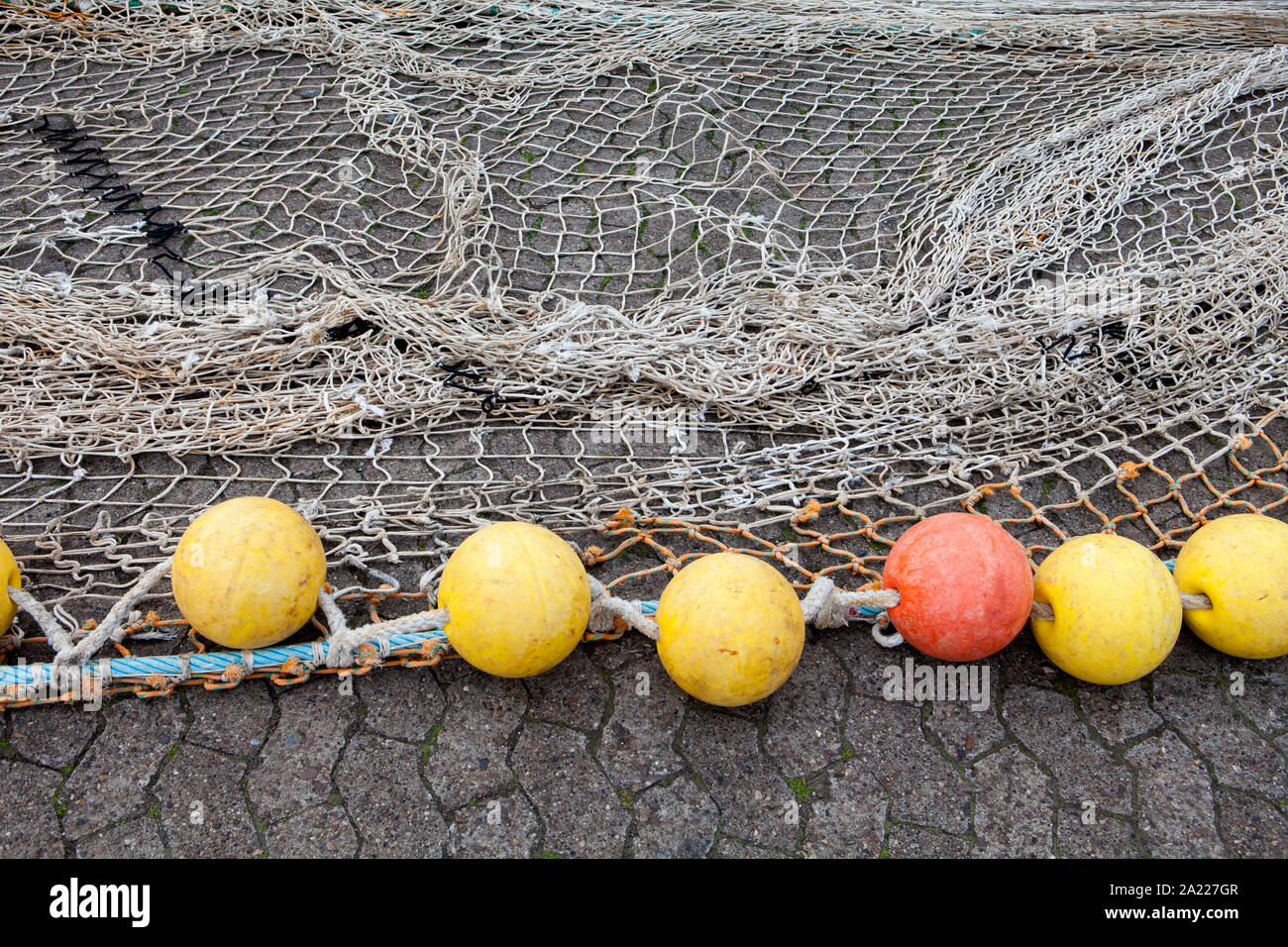 Ringwaden hires stock photography and images Alamy