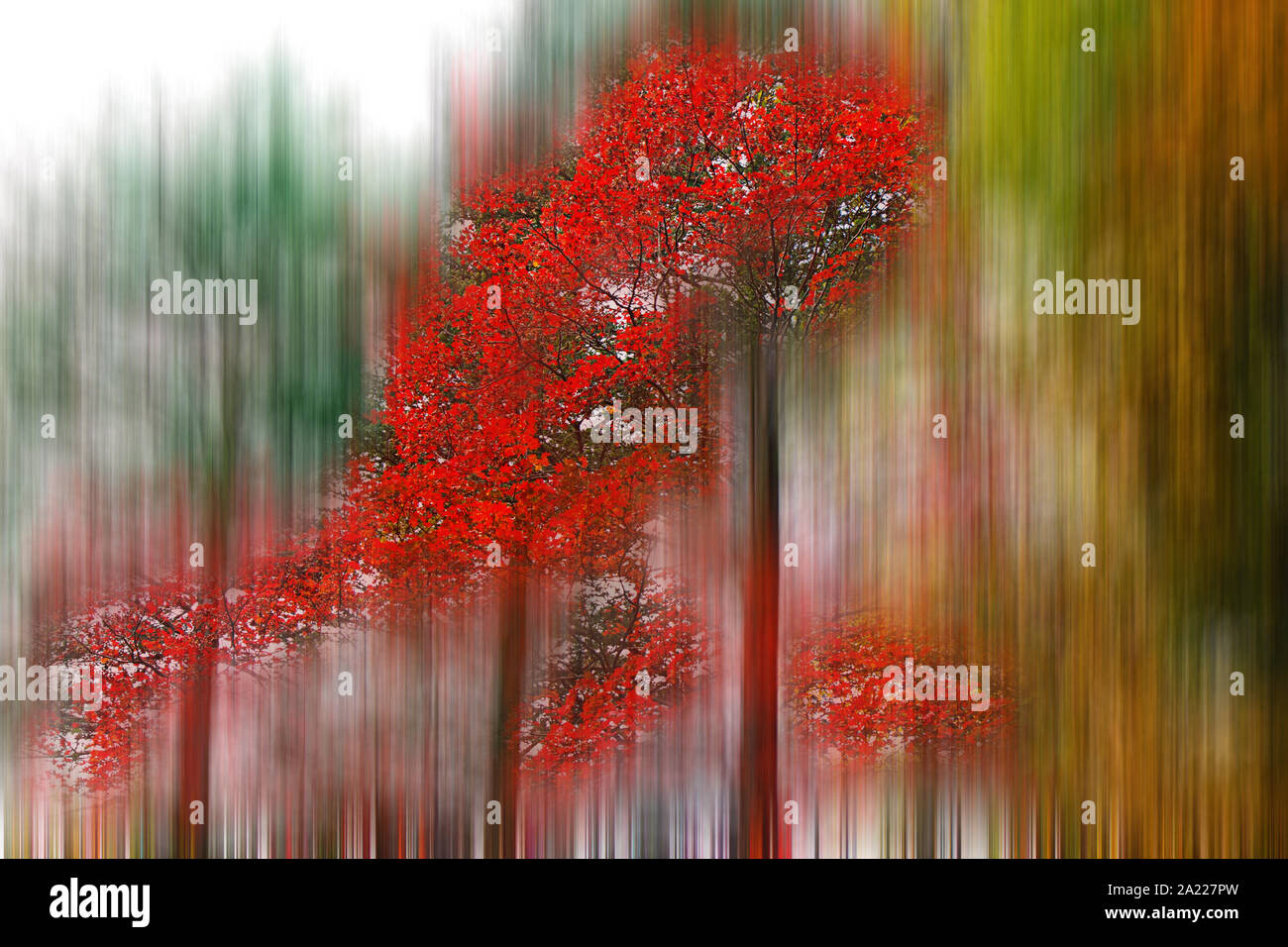 autumn forest in reddish tones out of focus Stock Photo