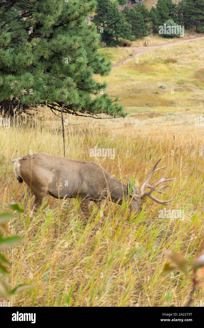 Buck with head down eating grass in colorado Stock Photo