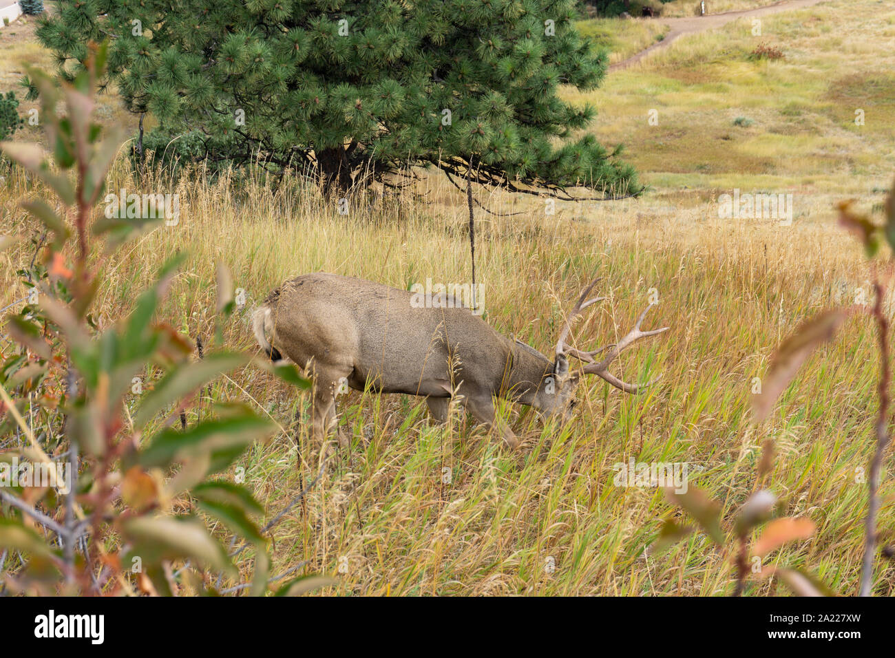 Large buck eating grass on hillside Stock Photo