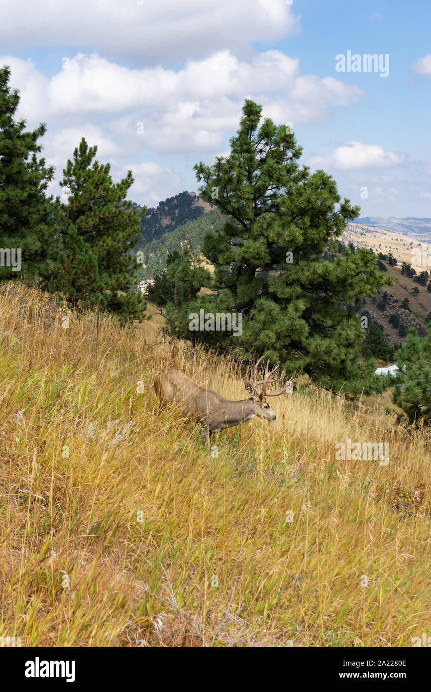 Eight point buck wild deer on hillside Stock Photo