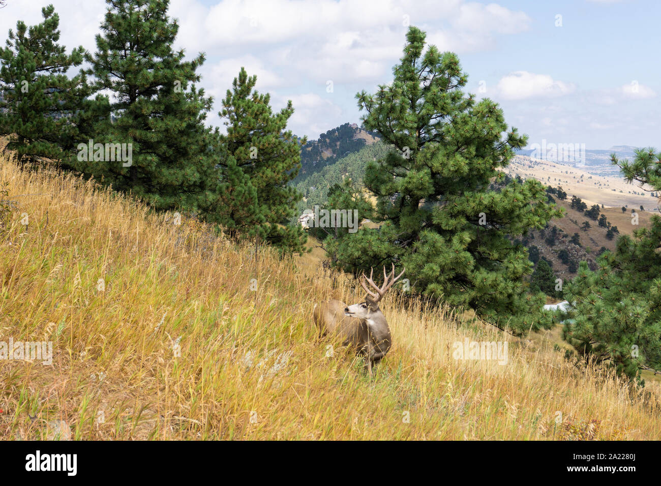 Wild deer large buck in Colorado Park Stock Photo