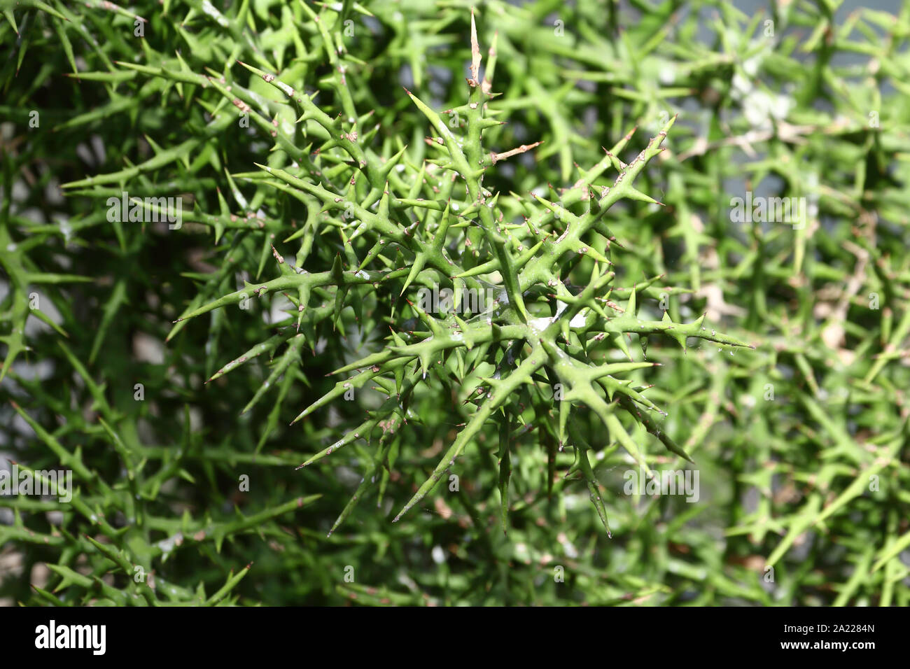 A terrible large thorn of “Stiver Thicket (Euphorbia stenoclada)” native to Madagascar Stock Photo