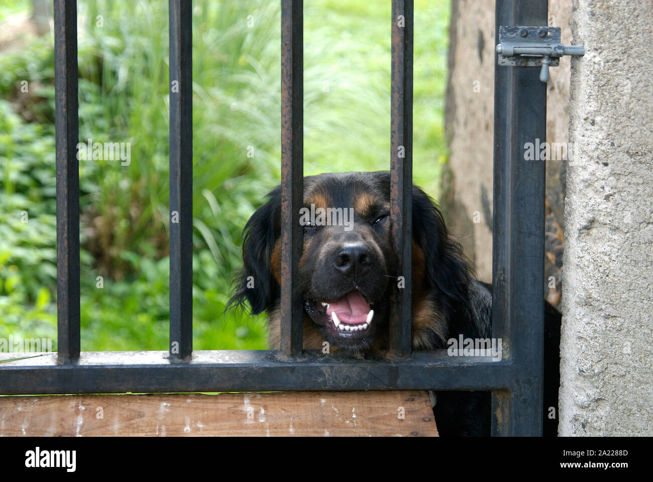 Aggressive dog at a garden gate Stock Photo