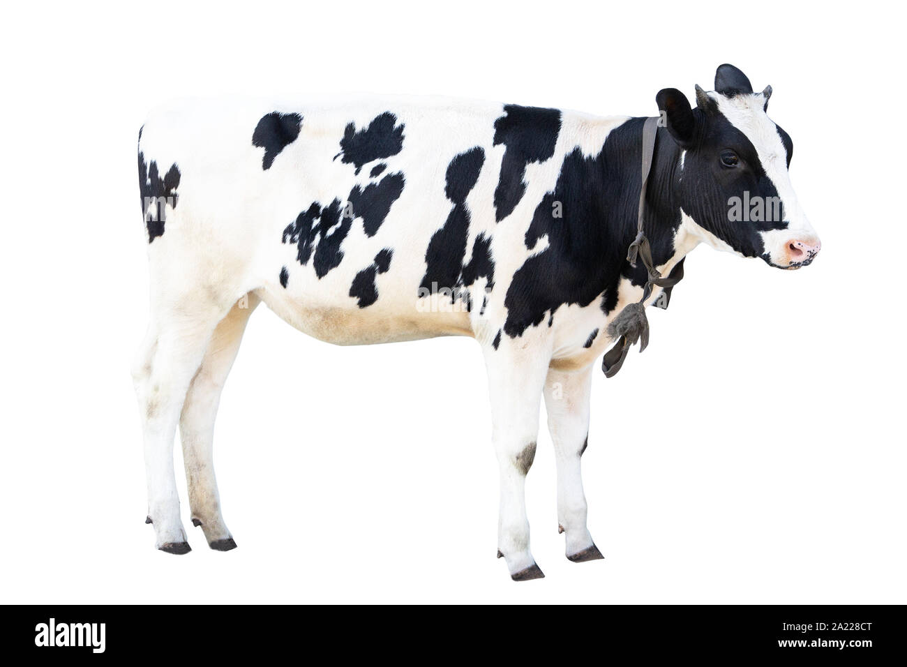 black and white cow on a white background farm animal, beautiful cow Stock Photo