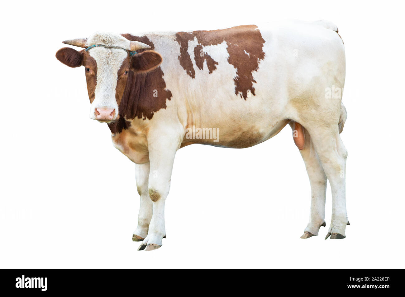 huge strong beautiful bull on a white background on a farm, farm animal