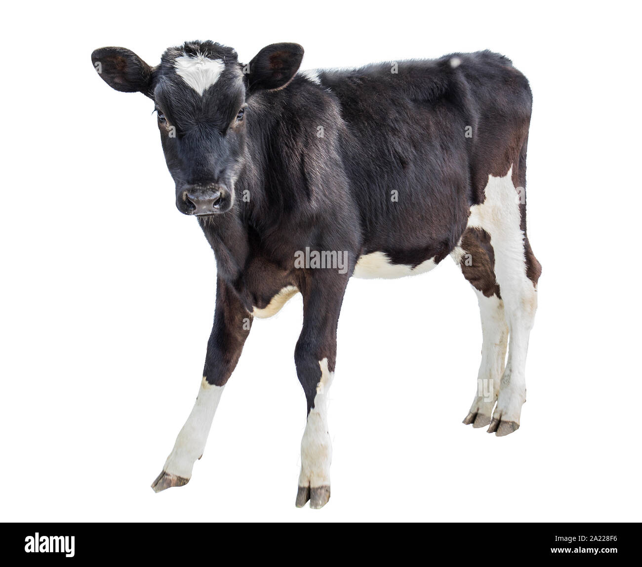 cow farm animal Stock Photo