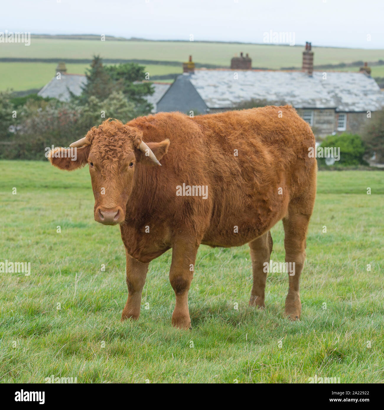 beef bullock in a field Stock Photo