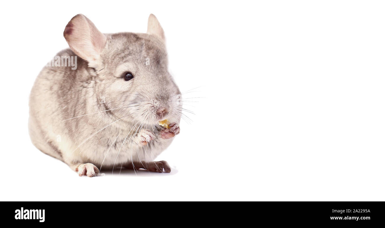 Why Does My Chinchilla Eat His Poop