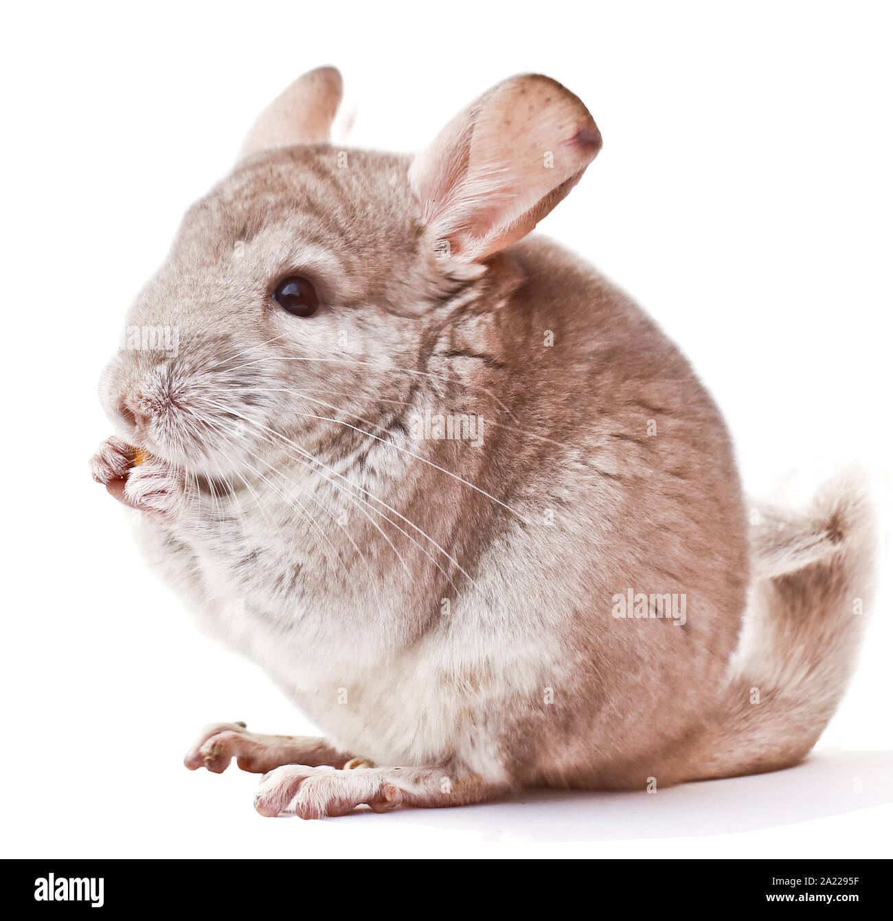 light chinchilla, chinchilla eating, chinchilla on white background