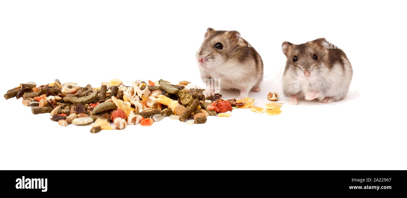 hamsters, dwarf hamsters, hamsters on a white background Stock Photo