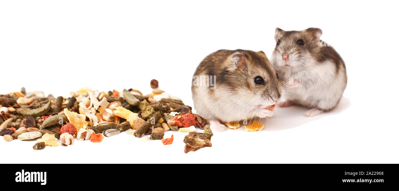 hamsters, dwarf hamsters, hamsters on a white background Stock Photo