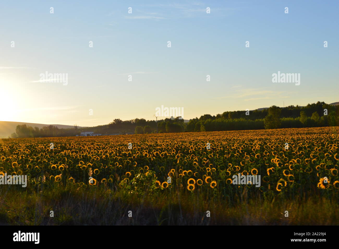 Sunrise over field of flowers hi-res stock photography and images - Alamy