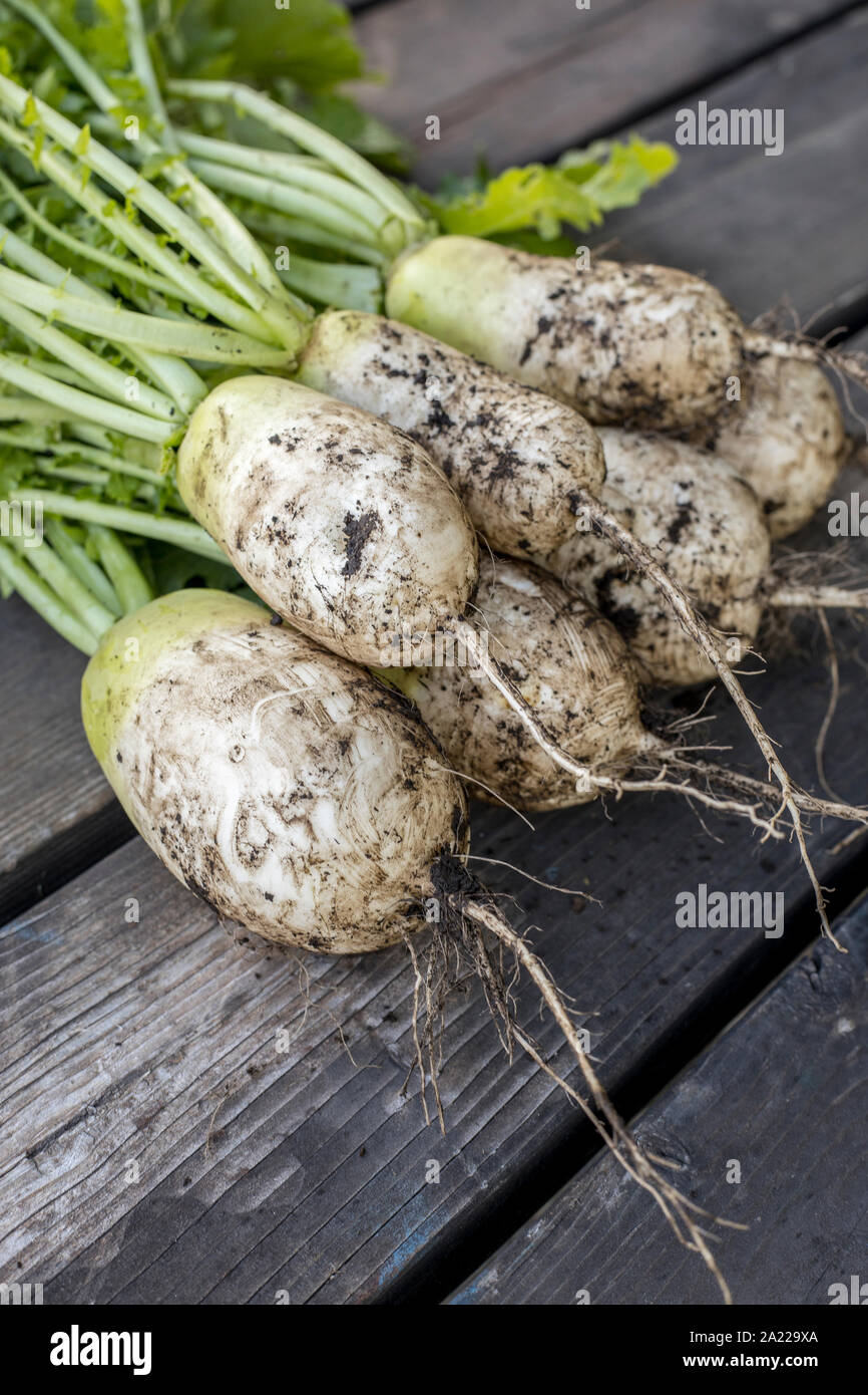 A close up photo freshly picked Chinese radishes still partly covered with dirt. Stock Photo