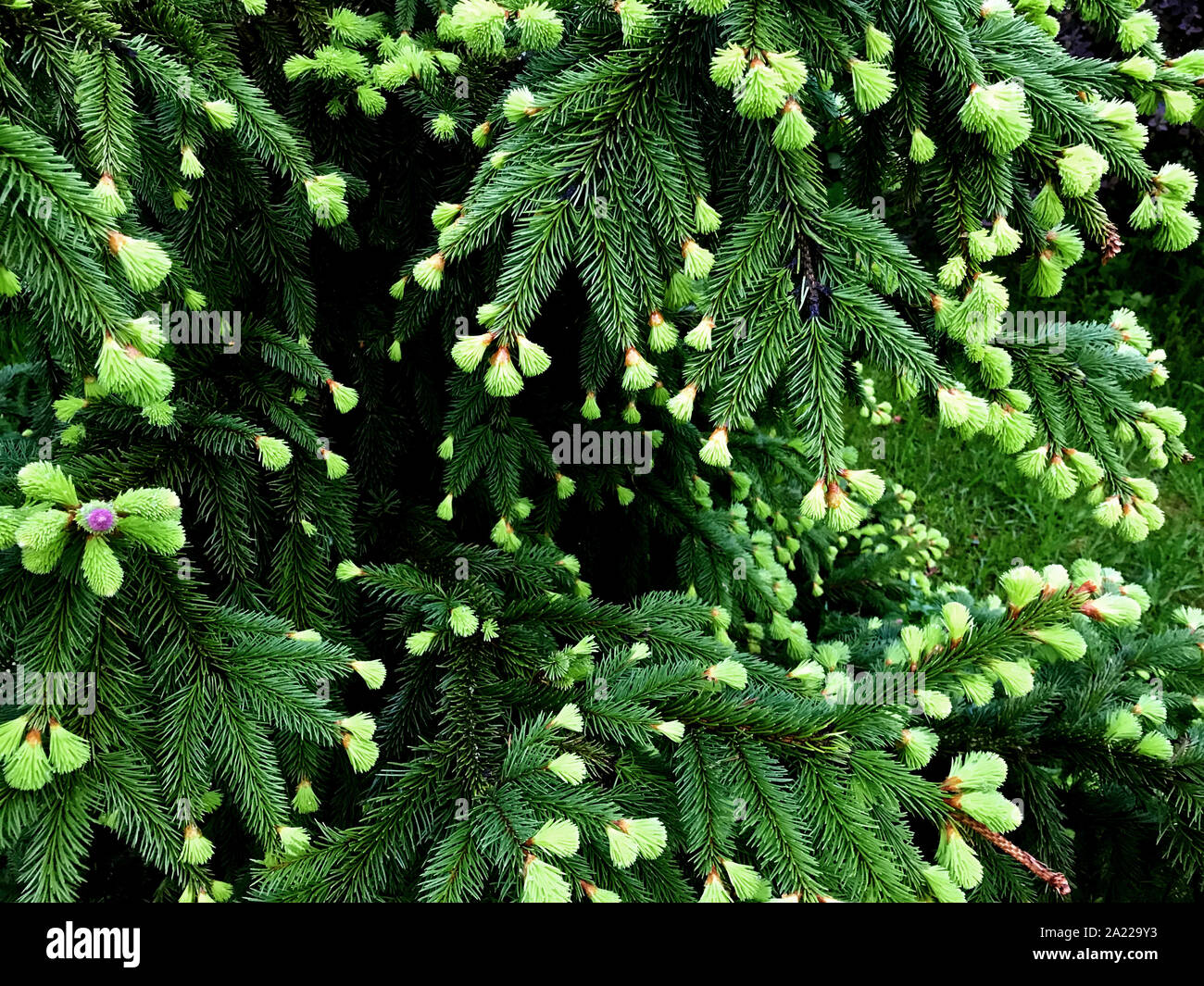 Blooming Spruce Acrocona, like a pink rose. Beautiful Christmas background of green fir needles. Stock Photo