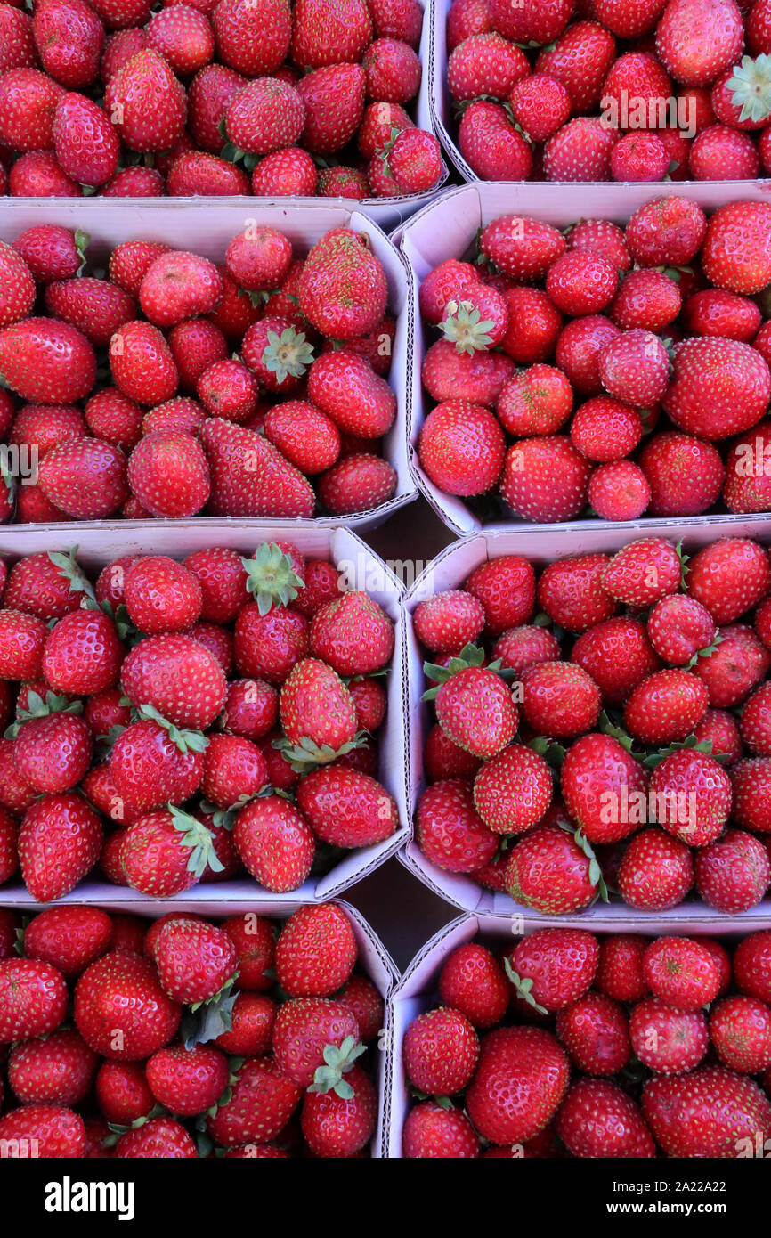 Fraises. Mara des bois. Strawberries. Stock Photo