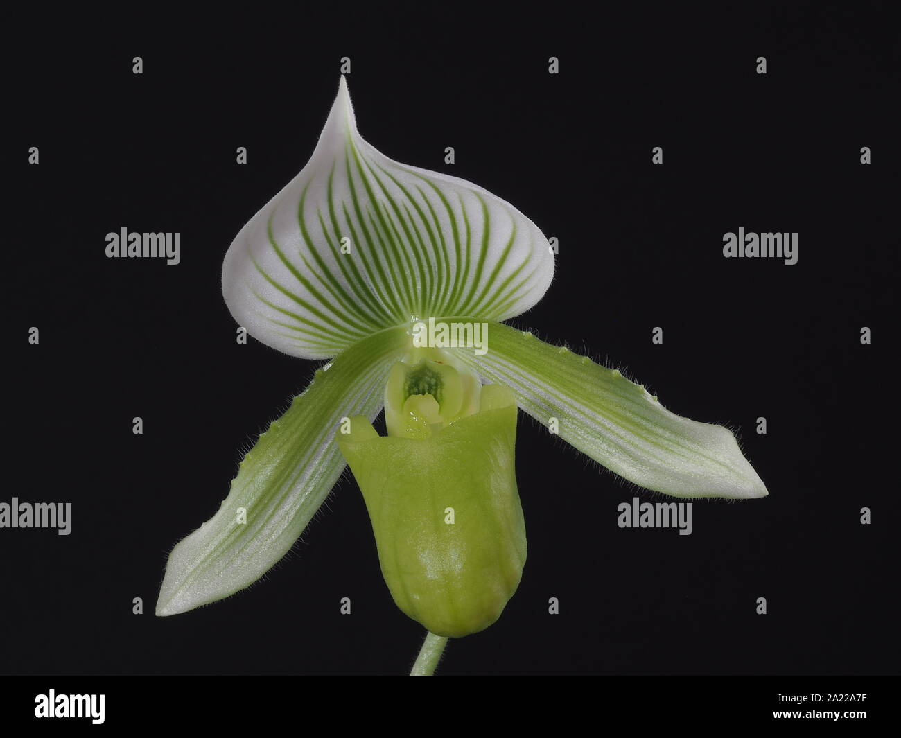 Close up green lady slipper orchid Stock Photo
