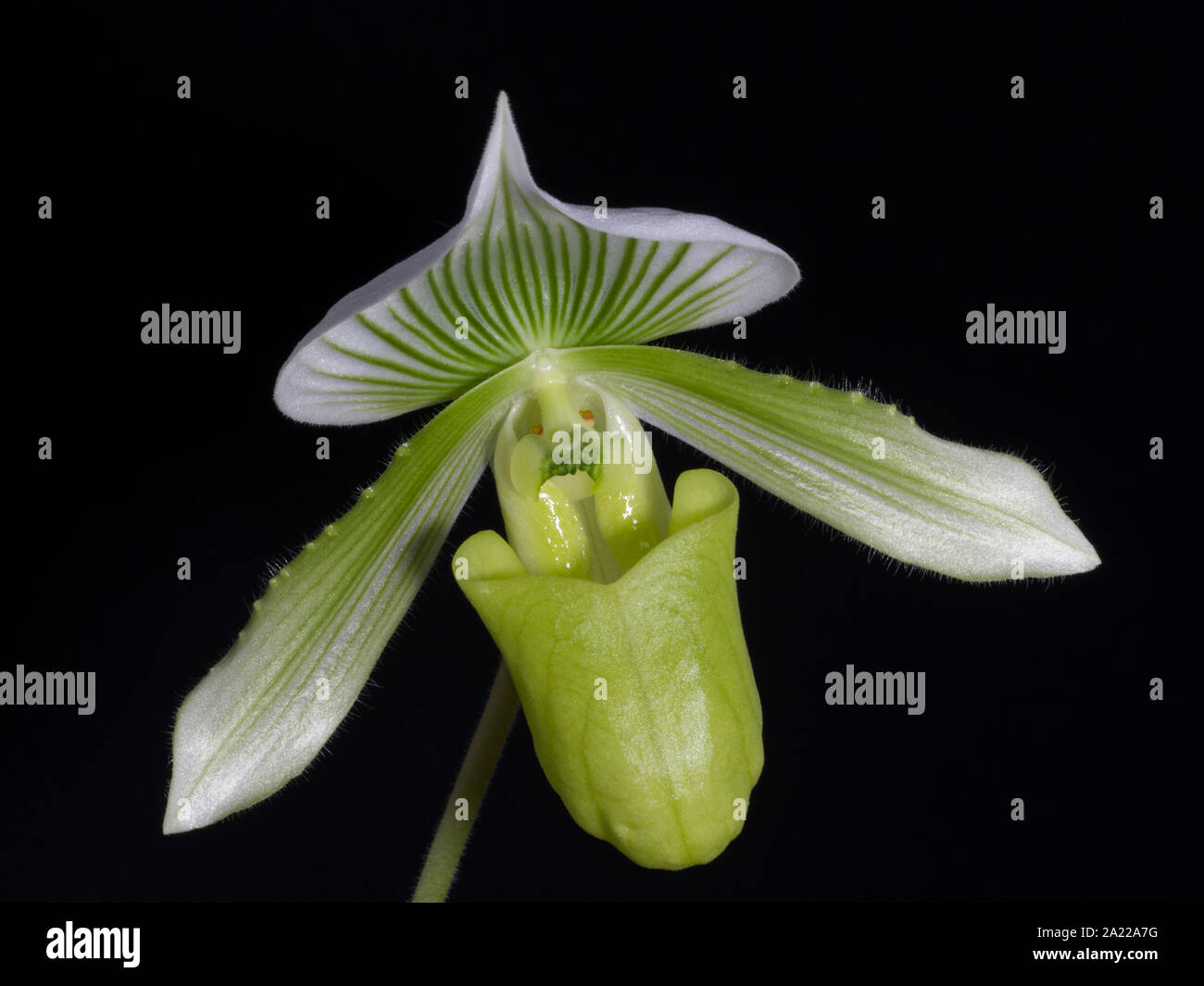 Close up green lady slipper orchid Stock Photo
