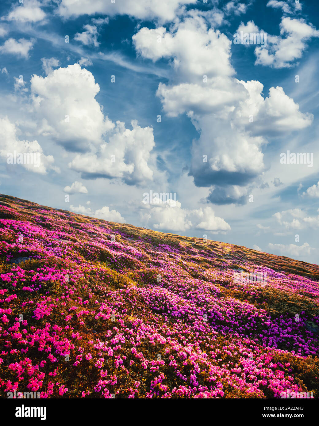 Sunny summer day in the Ukrainian Carpathian Mountains. Mountain hills covered with flowering millions of magic rhododendron flowers Stock Photo