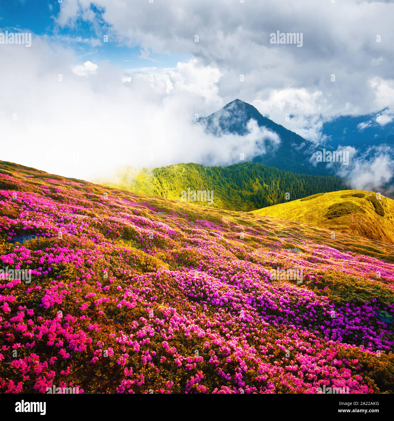 Summer landscape with pink blooming rhododendron flowers in the mountains glade. Beauty in nature world background Stock Photo