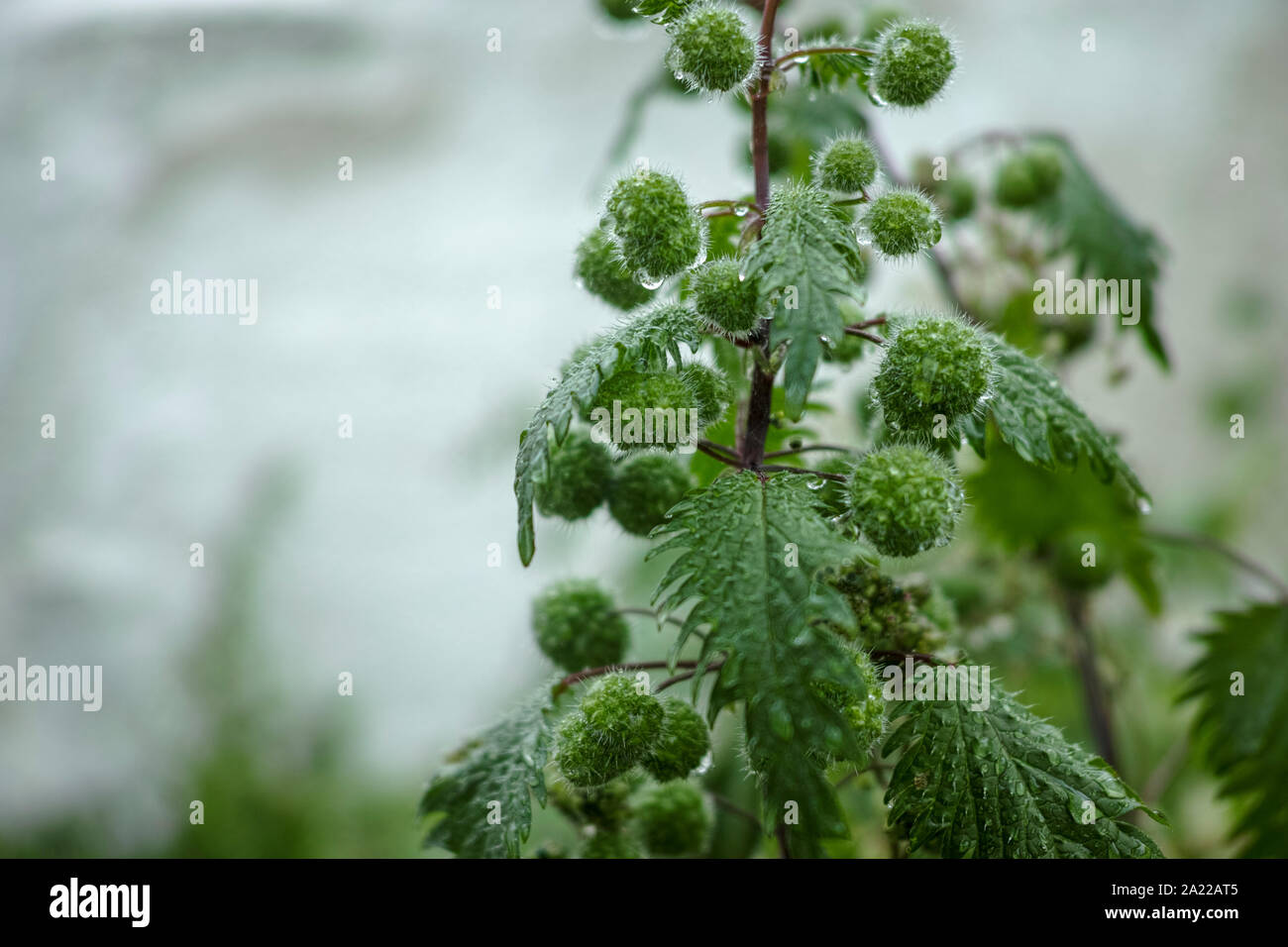 Urtica pilulifera or Roman nettle green plant flowering with small balls in spring season, botany background Stock Photo