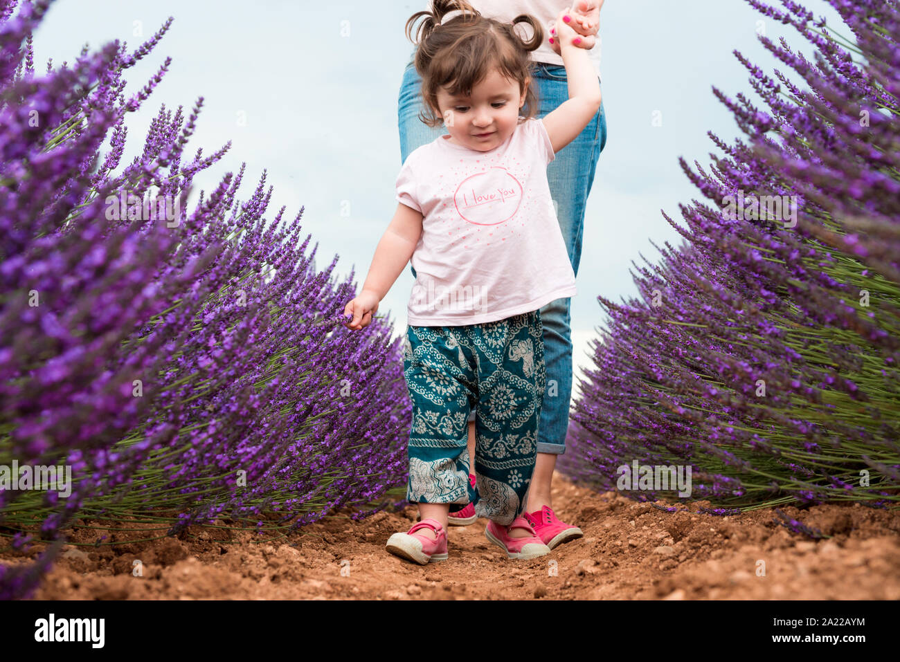 Little toddler girl walking among lavender fields in the summer Stock ...