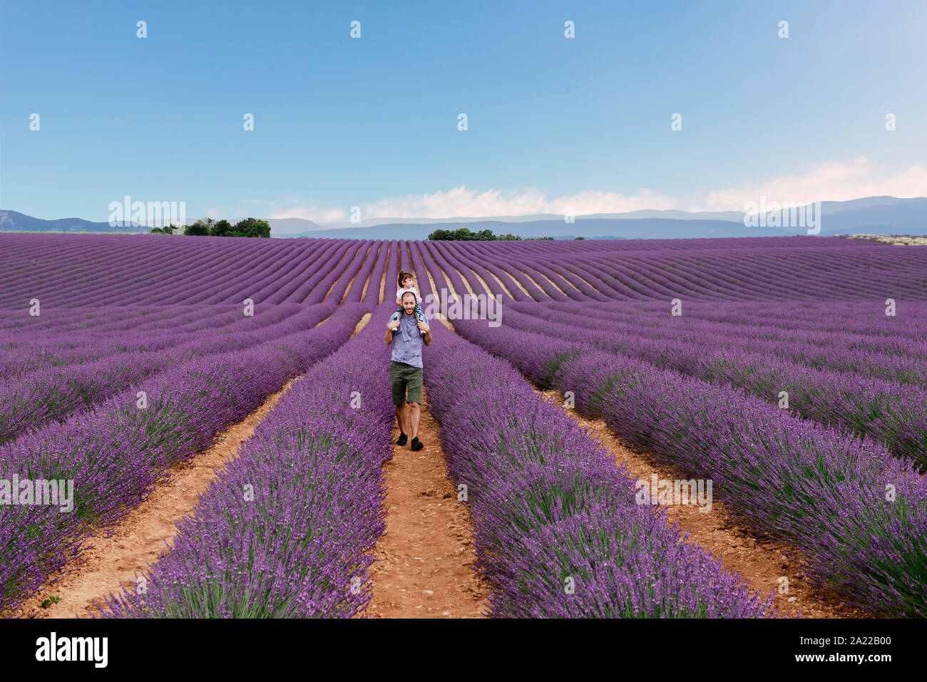 Father and little girl walking among lavender fields in the summer Stock Photo