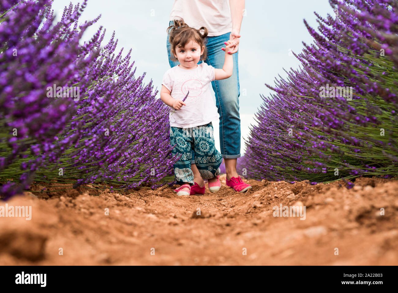 Little toddler girl walking among lavender fields in the summer Stock ...