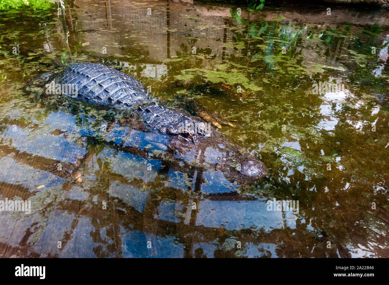 A large dark greyish alligator rests with outstretched limbs on the bottom of a shallow pool showing the top of its back, head, tip of snout and eye Stock Photo
