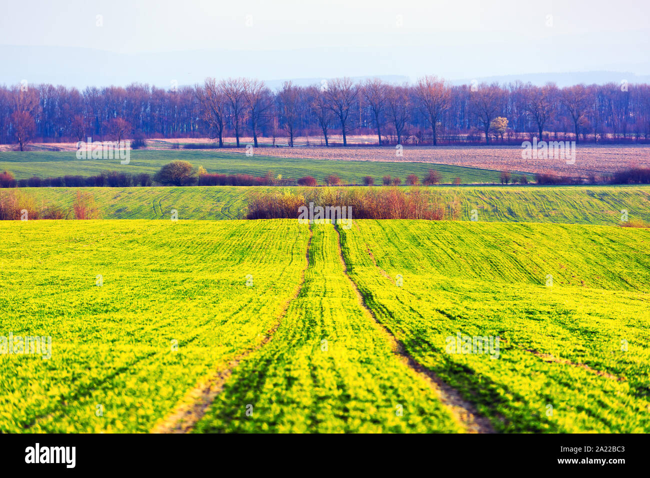 Green rows of young wheat on moravian agriculture field in spring time, Czech republic Stock Photo