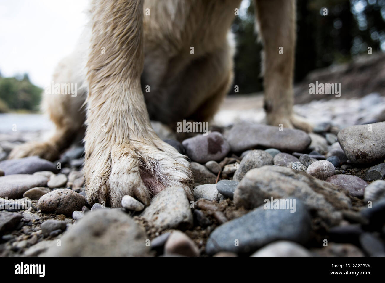 A wet dog paw on the side of the Bitterroot River near Missoula. Stock Photo