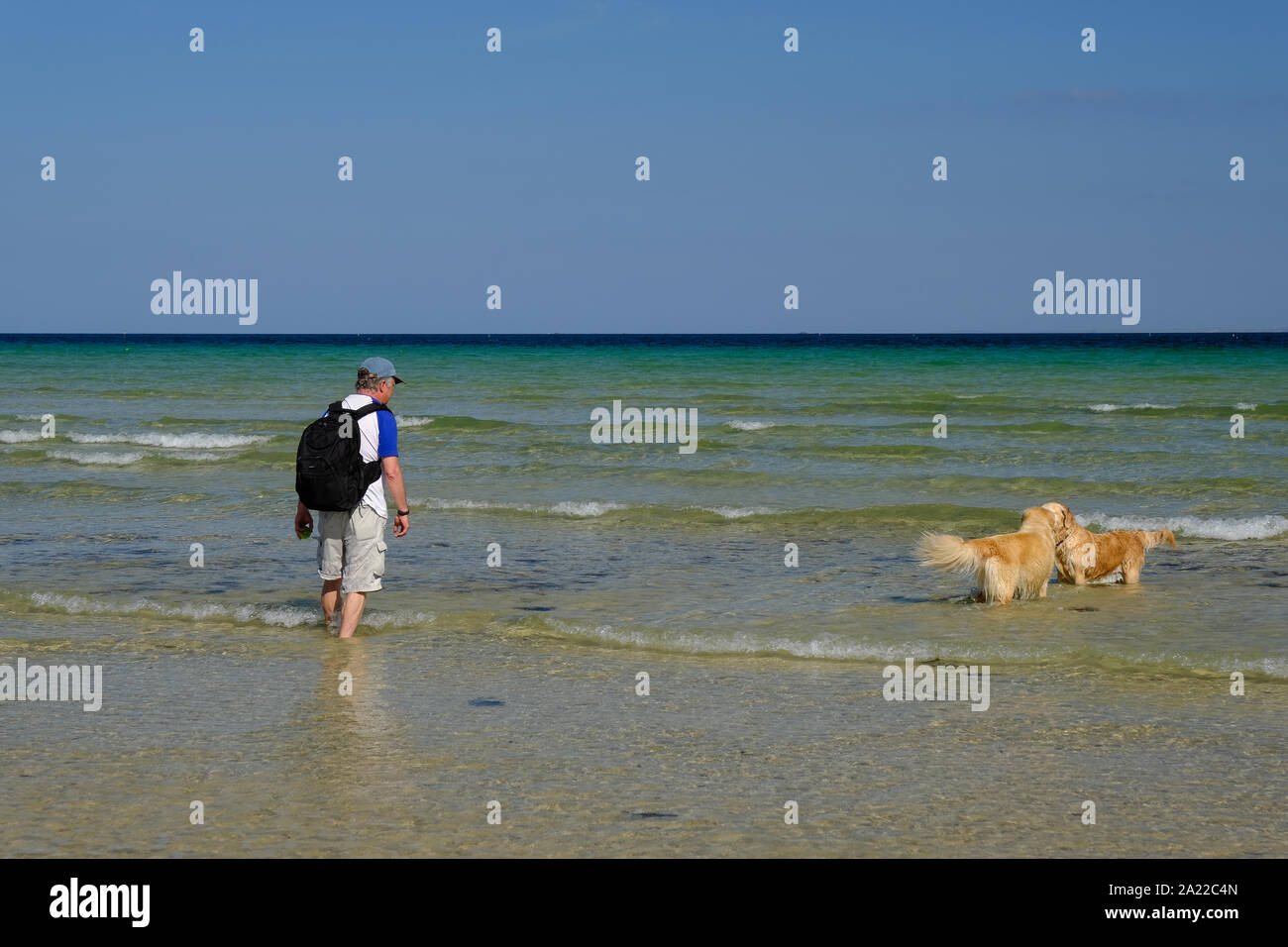 A man watches his two dogs enjoying the sea at St Ives in Cornwall