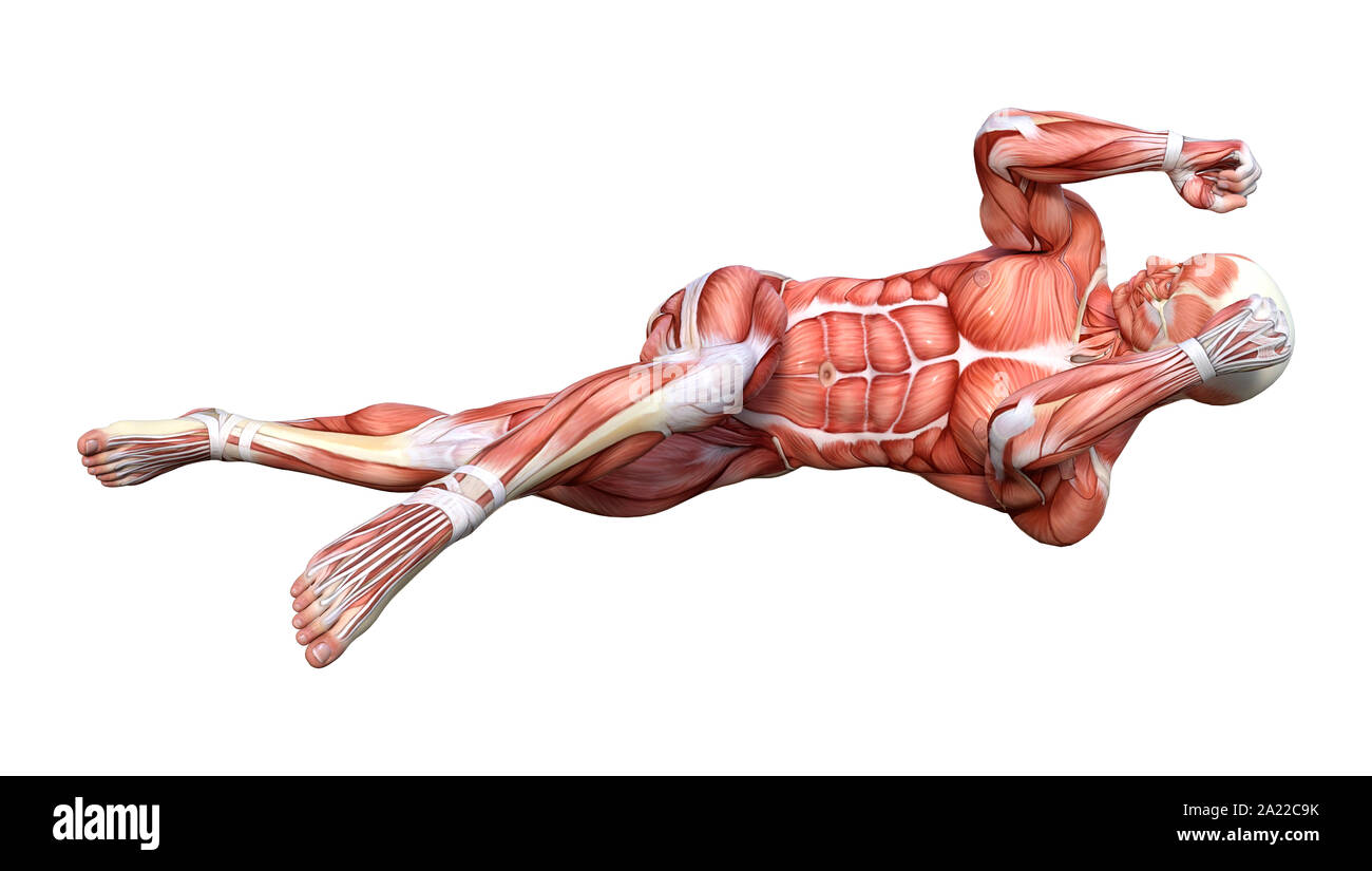 Rest Muscle Map 3D rendering of a male figure with muscle maps isolated on white ...