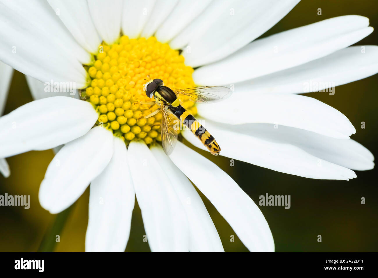 Long hoverfly (Sphaerophoria scripta) feeding on Oxeye Daisy Stock Photo