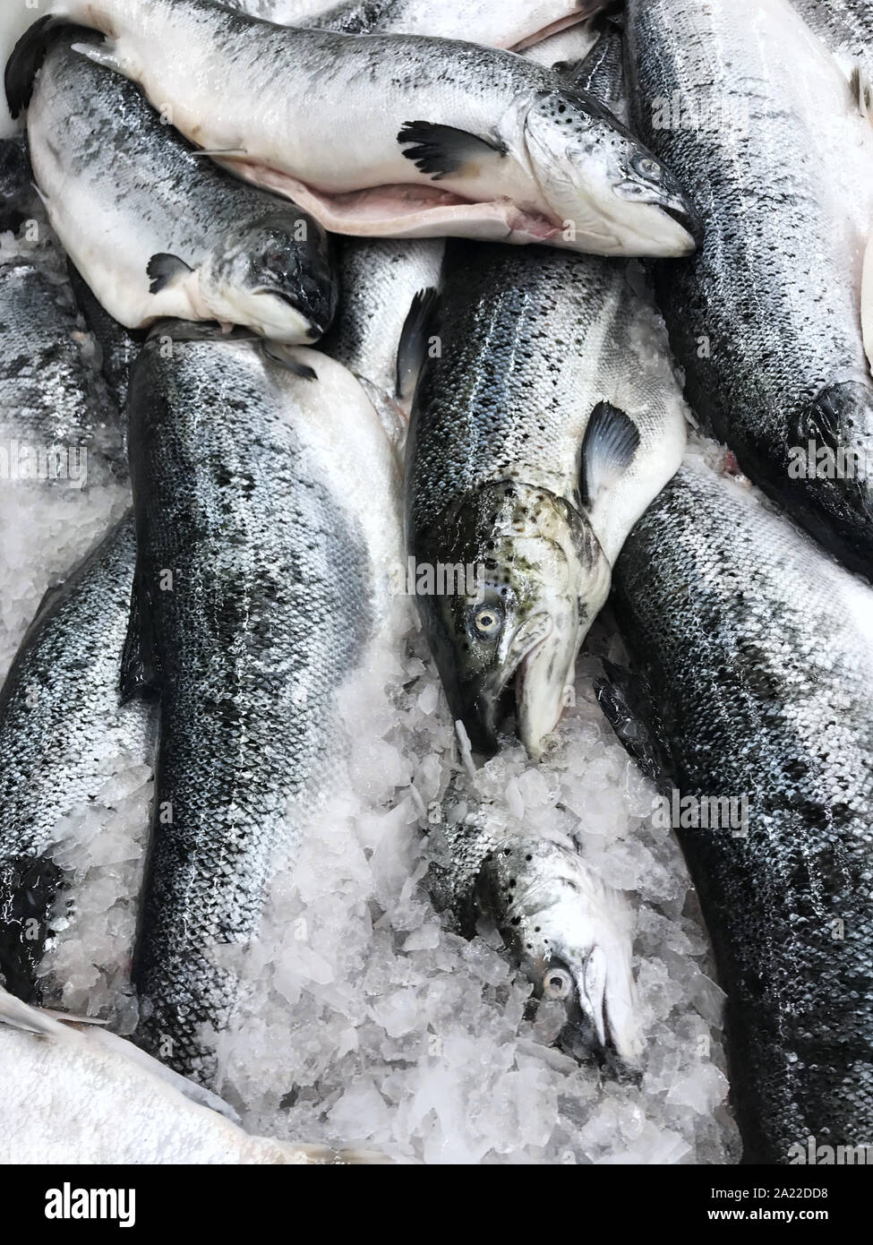 Fresh raw salmon fish over crushed ice. Stock Photo