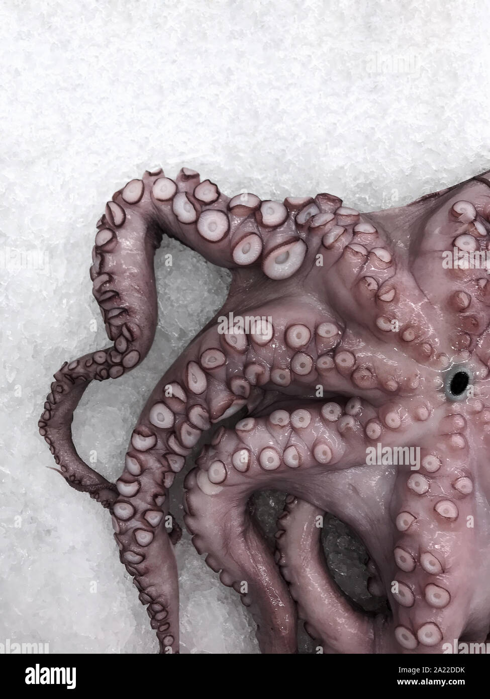 Raw octopus on light  background.Flat lay with copy space.Seafood served on crushed ice.Flat lay with copy space,vertical. Stock Photo