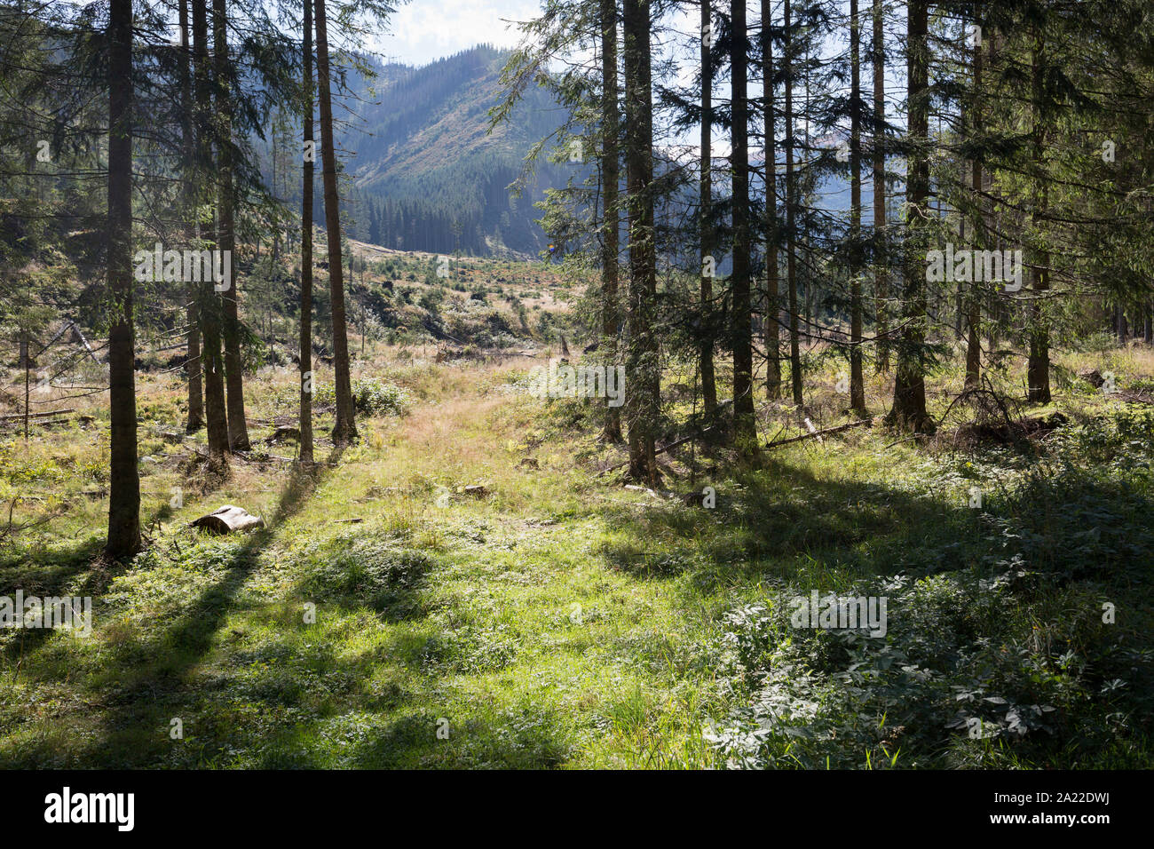 A forest landscape where spruce trees have been badly affected by the European spruce beetle, in Dolina Chocholowska a hiking route in the Polish Tatra mountains, on 17th September 2019, near Zakopane, Malopolska, Poland.The European spruce beetle (Ips typographus) is one of 116 bark beetles species in Poland which is killing thousands of spruces. The insect's population can grow rapidly via wind and snow etc. which eventually leaves a gap in the landscape, thereby changing the forest floor's ecology. Stock Photo